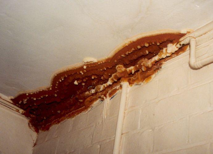 Champignon brun rouille de plusieurs mÃ¨tres sur la sÃ©paration entre un mur et le plafond